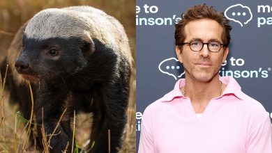 Ryan Reynolds Celebrates Nature’s Losers in Nat Geo’s ‘Underdogs’ Trailer (Exclusive)