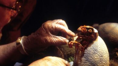 Beyond the Iconic Line: “Life Finds a Way” - Jurassic Park