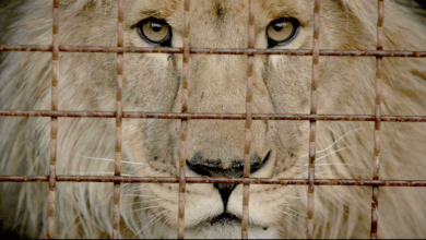 ‘Checkpoint Zoo’ Trailer: Rescuers Launch Desperate Attempt To Save Zoo Animals Trapped By Ukraine W...