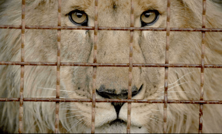 ‘Checkpoint Zoo’ Trailer: Rescuers Launch Desperate Attempt To Save Zoo Animals Trapped By Ukraine W...